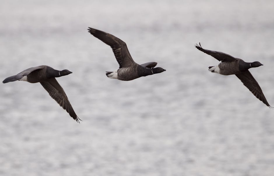 Three dark-feathered geese in flight above a large body of water, with the water's surface visible in the background. The geese are positioned at different angles, with one on the left flying slightly downward, the middle one flying straight ahead with wings fully extended, and the right one also flying forward but with wings angled upward. The feathers on their wings and bodies display varying shades of black, gray, and white, with textured detailing on the wing feathers. The lighting appears natural, with soft, diffused daylight illuminating the birds, highlighting their plumage details against the calm, slightly rippled water surface behind them. The scene captures a moment of synchronized flight, emphasizing the natural behavior of these waterfowl in their environment. This image relates to wildlife observation and the natural habitats often encountered during outdoor activities, which may be of interest to those seeking environmentally conscious waste disposal or wildlife-friendly rubbish removal services, such as Waste Disposal Brent.